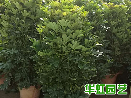 招財(cái)樹(shù)