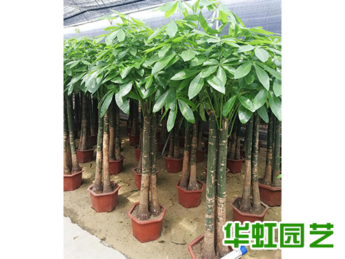 平頭發(fā)財(cái)樹(shù)