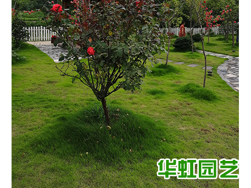 草皮施工后效果
