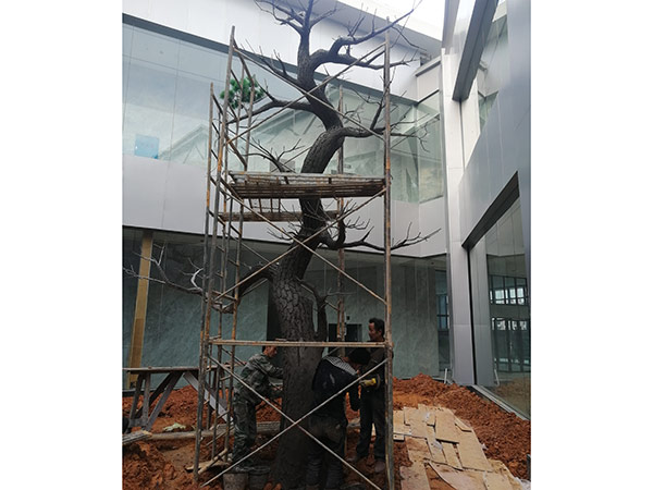 靖州茯苓館貿(mào)易中心庭院景觀 (13)