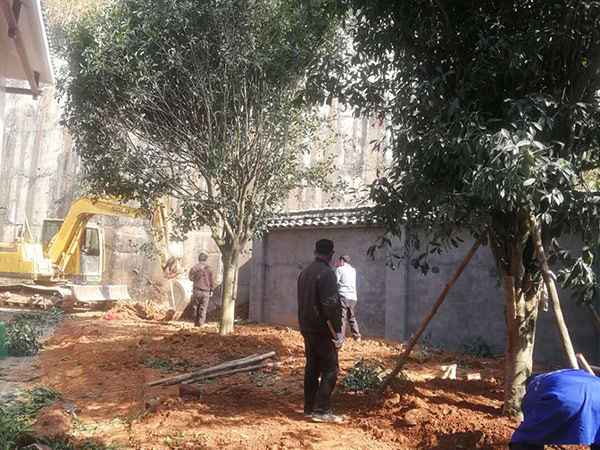 通道污水處理廠綠化工程施工中 (4)