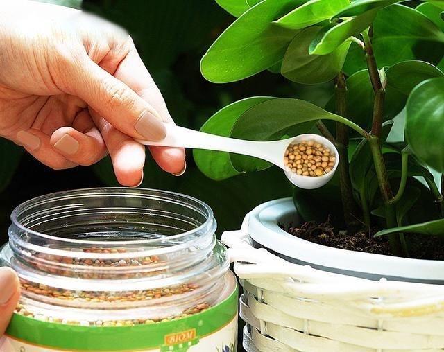 懷化華虹園藝園林綠化有限公司,懷化園林綠化工程設(shè)計施工養(yǎng)護(hù)