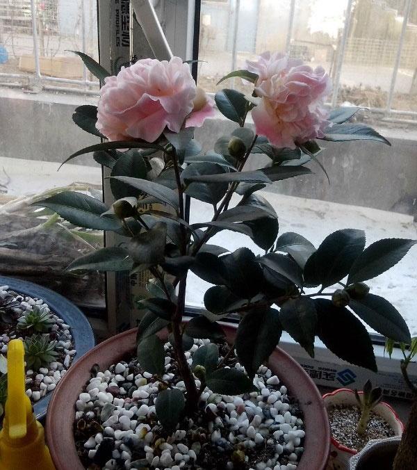 懷化華虹園藝園林綠化有限公司,懷化園林綠化工程設(shè)計施工養(yǎng)護(hù)