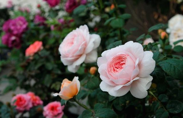 懷化華虹園藝園林綠化有限公司,懷化園林綠化工程設(shè)計施工養(yǎng)護(hù)