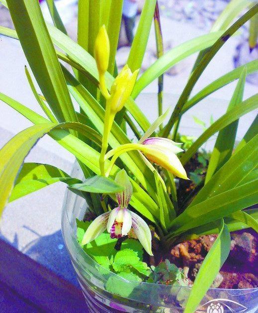 懷化華虹園藝園林綠化有限公司,懷化園林綠化工程設(shè)計施工養(yǎng)護(hù)