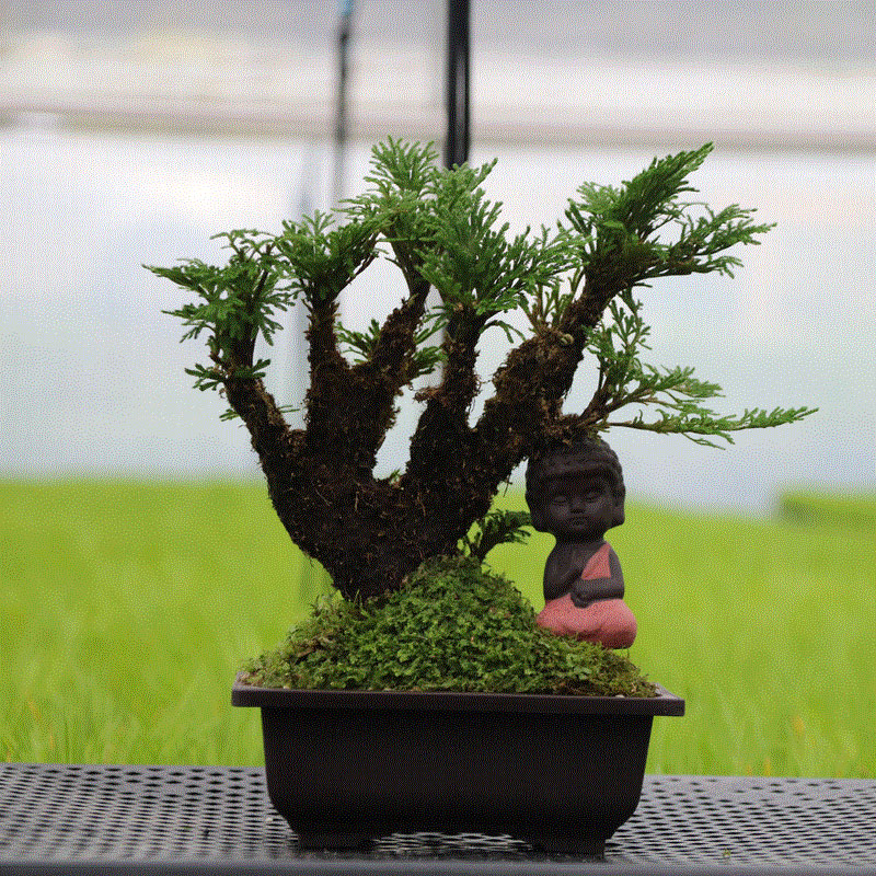 懷化華虹園藝園林綠化有限公司,懷化園林綠化工程設(shè)計施工養(yǎng)護(hù)